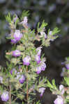 False rosemary